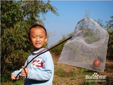 忆童年——儿时发明摘枣神器