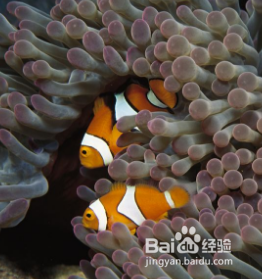 海缸玻璃上有扁虫怎么办