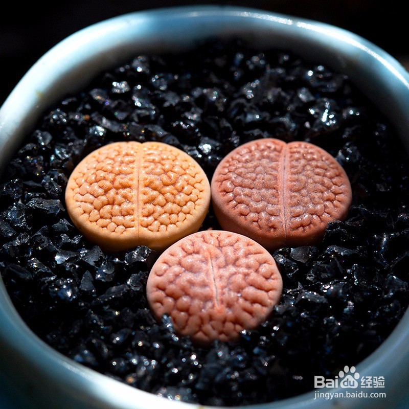 冬季多肉室内养殖要注意什么