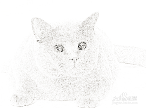 PS如何制作火红猫