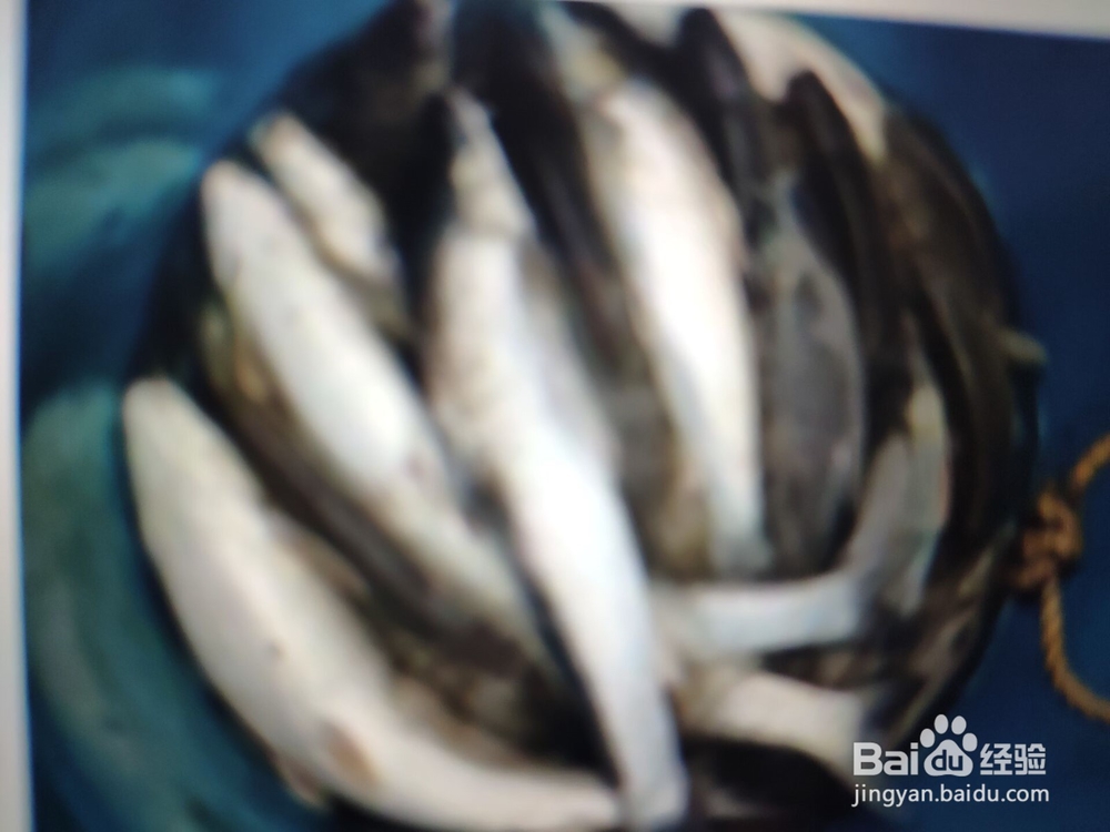 淡水鳕鱼怎么钓法