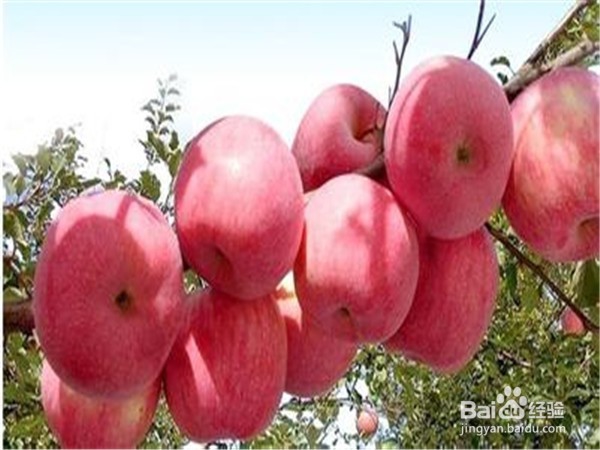 冬天适合吃哪些水果