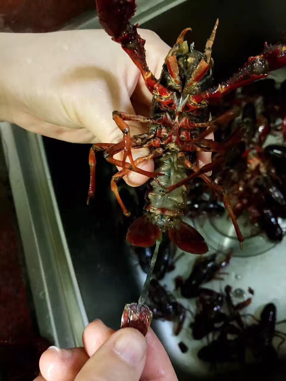 教你怎么处理小龙虾,干净又卫生