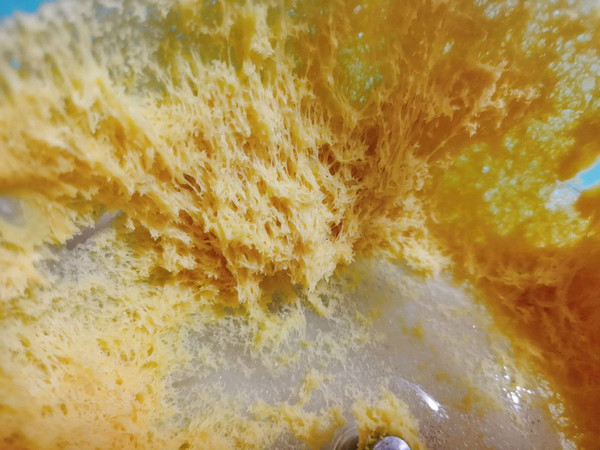 小熊馒头春游便当