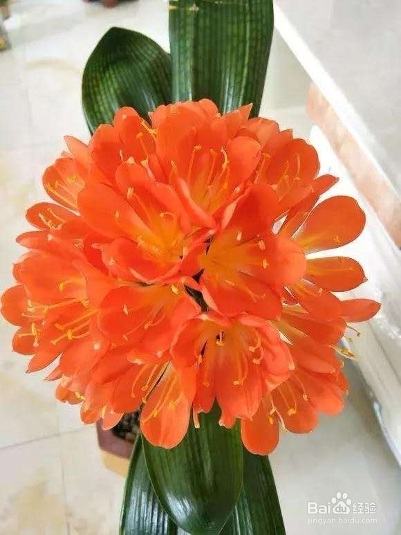 年后君子兰结果子,1个小技巧变成君子兰大户!