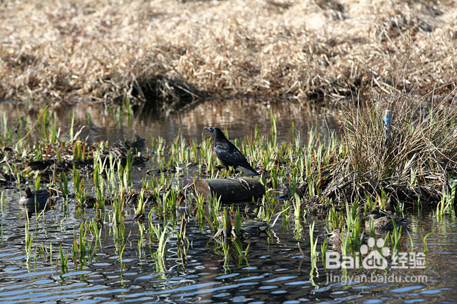温哥华的如画春天(组图)