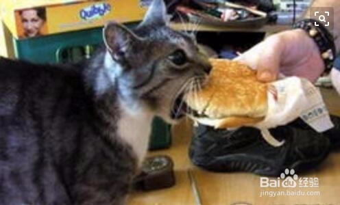 怎么自制给猫吃的饭