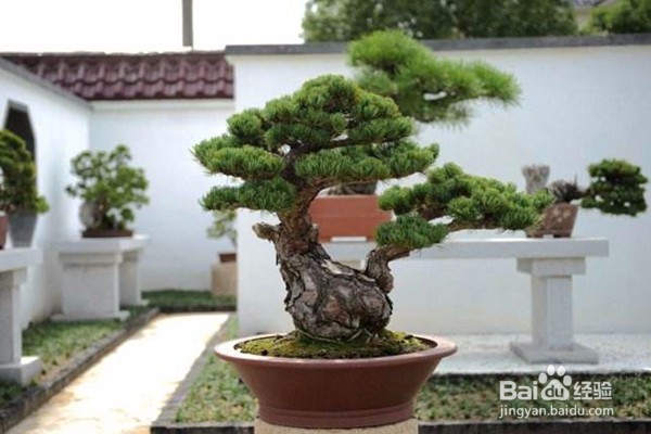 不宜摆放在家里的10种花草植物