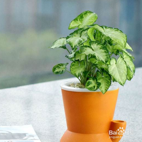 白蝴蝶叶子发黄应该怎么办？