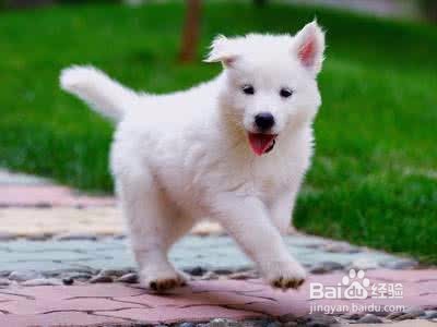 家人不同意养狗怎么办？