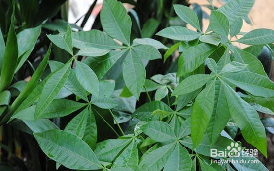 秋季可以种植发财树种子吗？