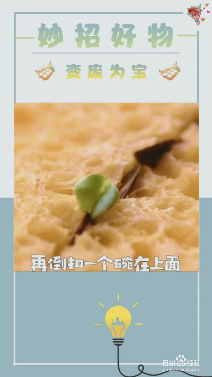 植物种植小妙招