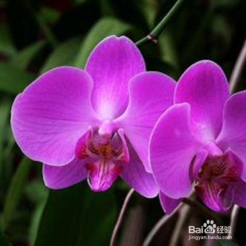 蝴蝶兰不开花是怎么回事?