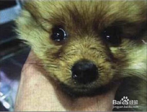 犬瘟热的一般性治疗方法