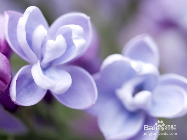 如何养殖丁香花