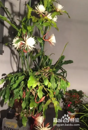 昙花冬天怎么养