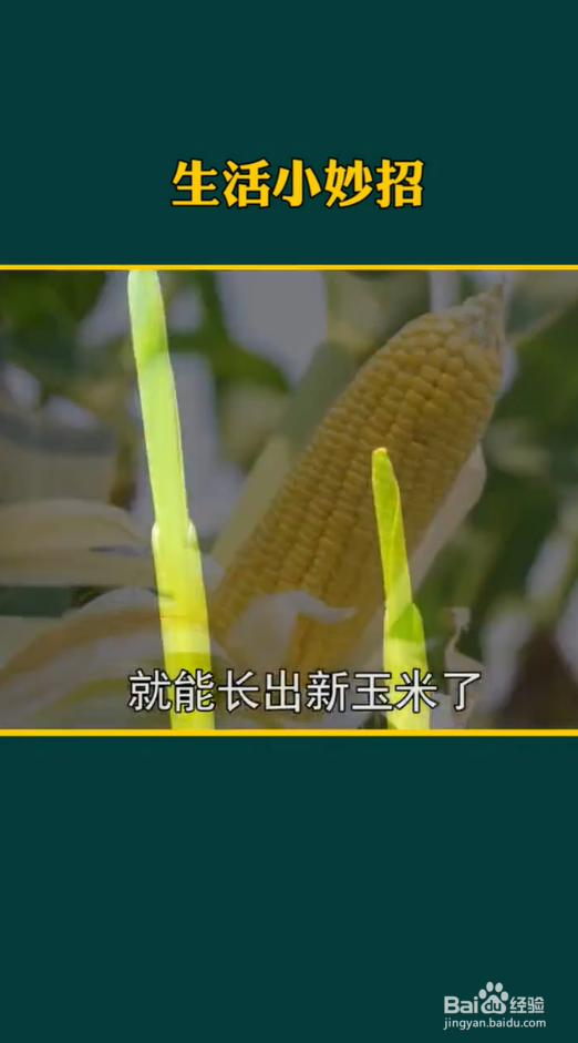 生活小妙招之种植小妙招
