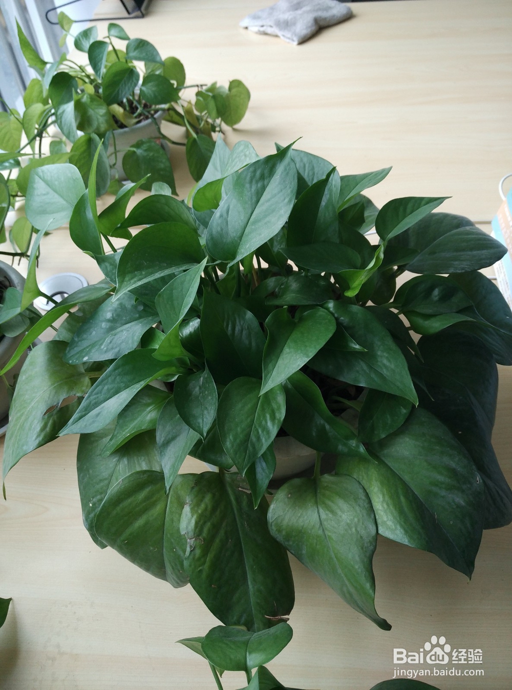 怎么提高办公室绿萝的成活率?