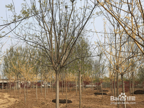 选择优质苗木的原则与注意事项