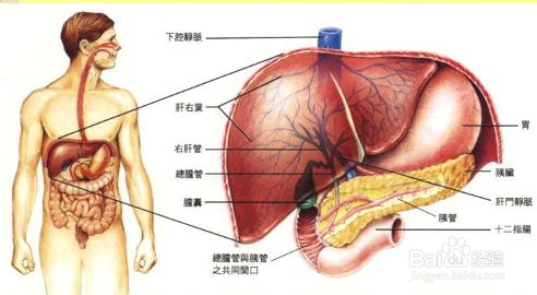养肝护肝小料理