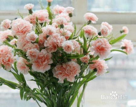 买回来的康乃馨,这样一处理,花期延长一个星期!