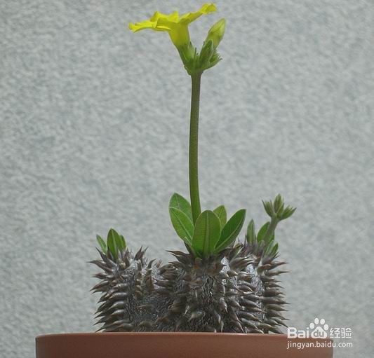 多肉植物惠比须笑怎么养