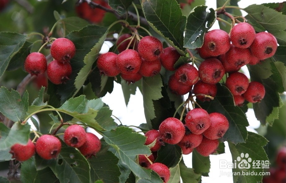 #水果#9种减肥中不能空腹吃的水果