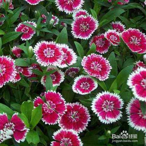 石竹的叶子枯黄该如何解决？