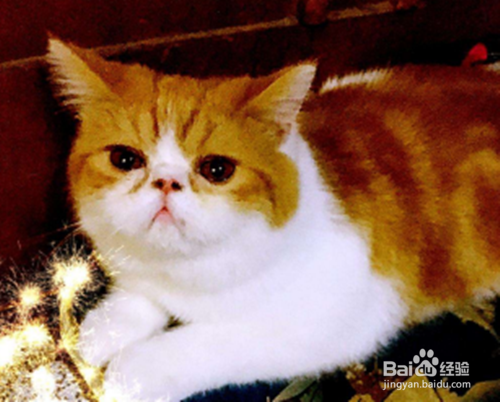 猫咪搬家后食欲不振，猫咪搬新家后食欲下降