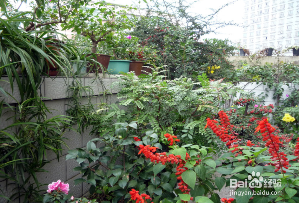 冬天如何给花草过冬