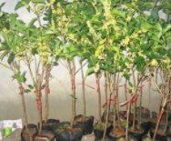 四季桂盆景的制作与养护技巧