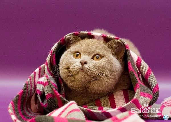 带着宠物去马来！！！！！