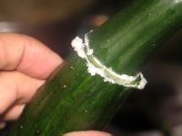 家庭凉拌黄瓜的详细作法