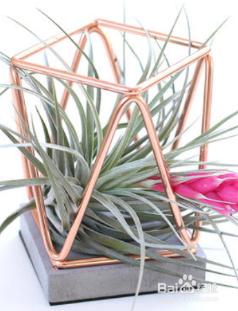 草本植物空气凤梨怎么护理？