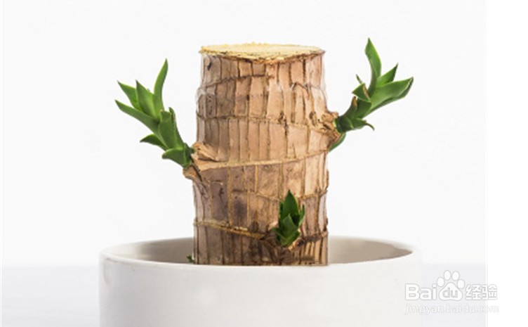 水培巴西木的养殖方法和注意事项