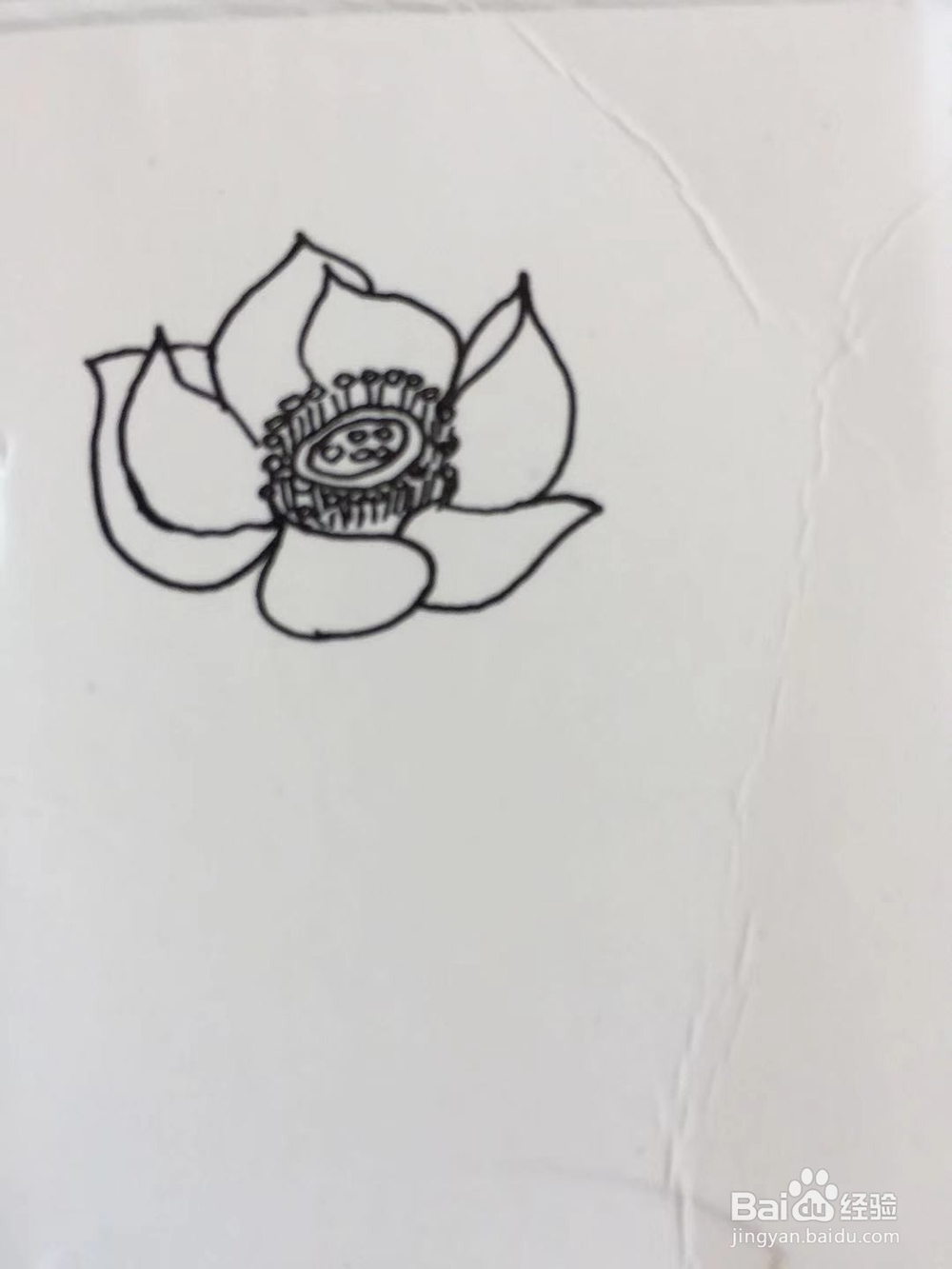 插画教程之莲花