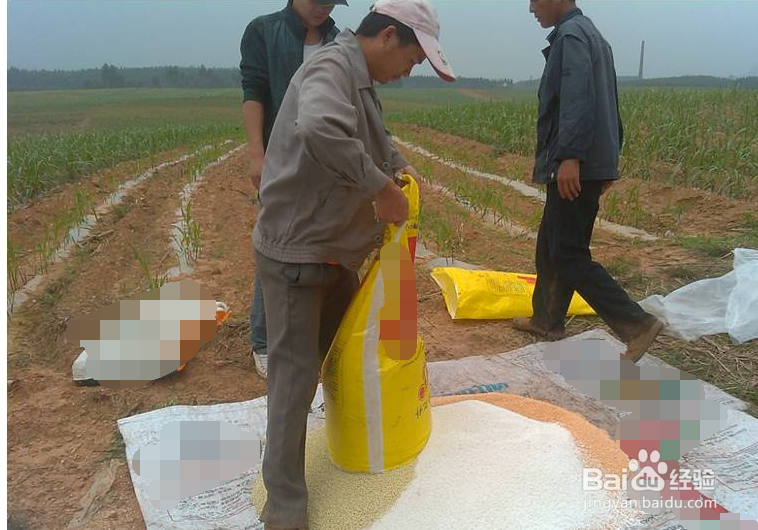 给甘蔗施肥要注意哪些事项