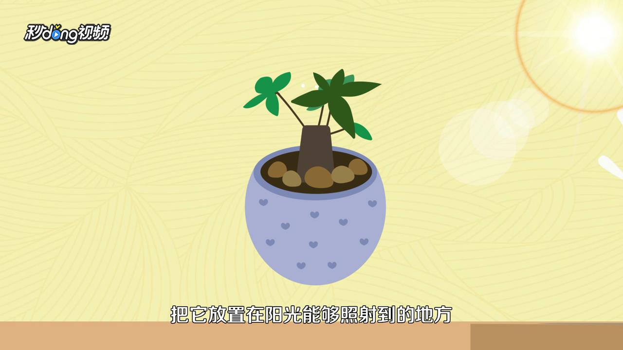 发财树怎么养才长得好