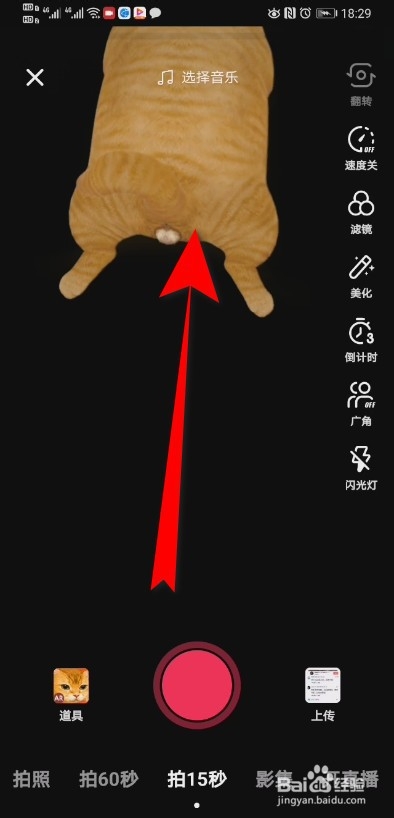 抖音AR猫特效在哪里 抖音AR猫特效怎么拍