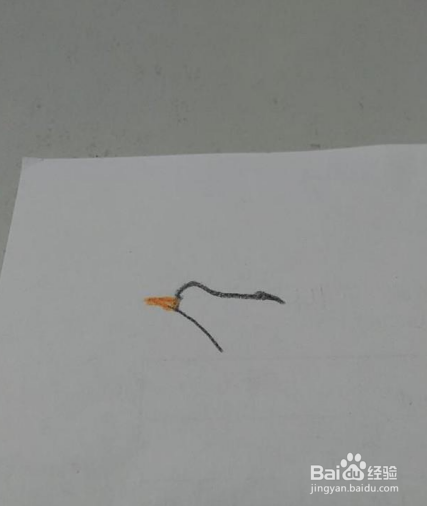 大方得体的海鸥