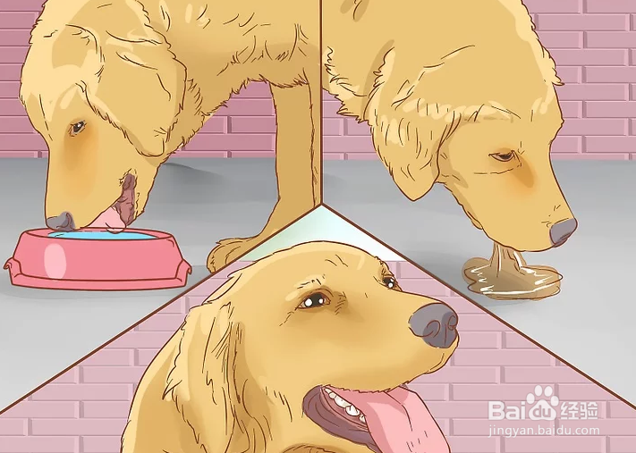 如何治疗中暑的爱犬