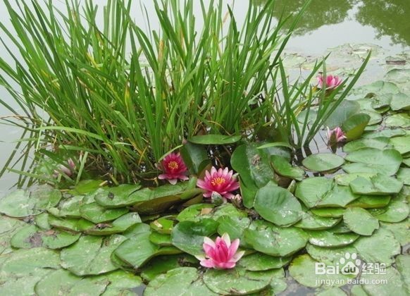 睡莲种植方法