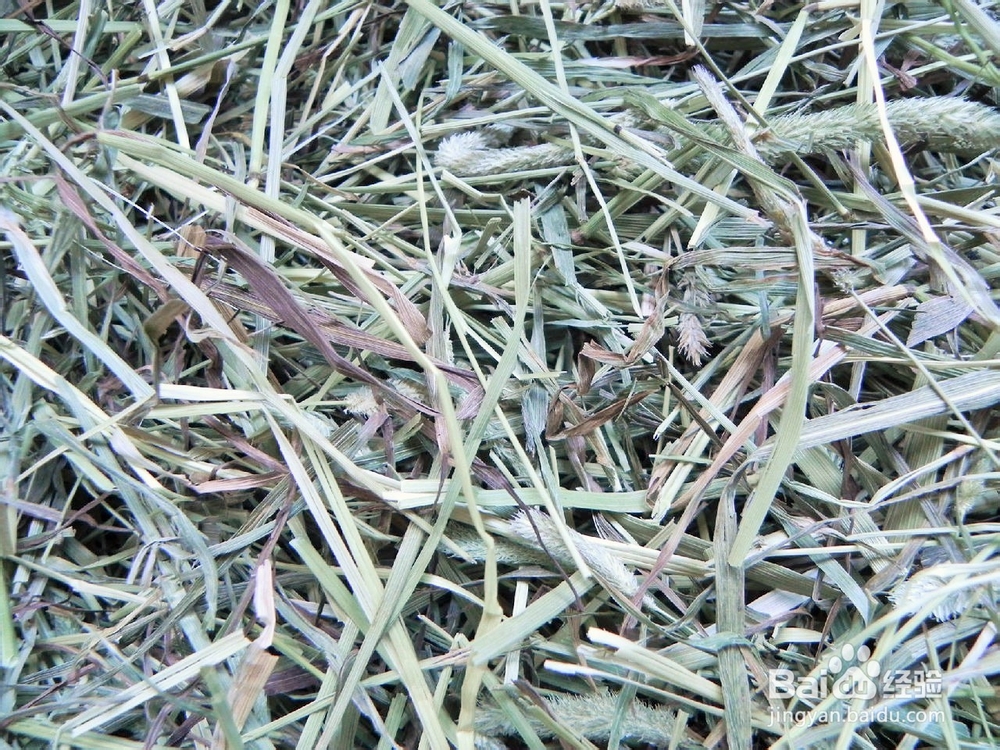 养活兔兔的条例之