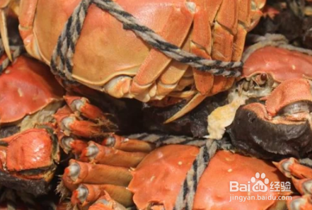 活的大闸蟹怎么存放才不死呢