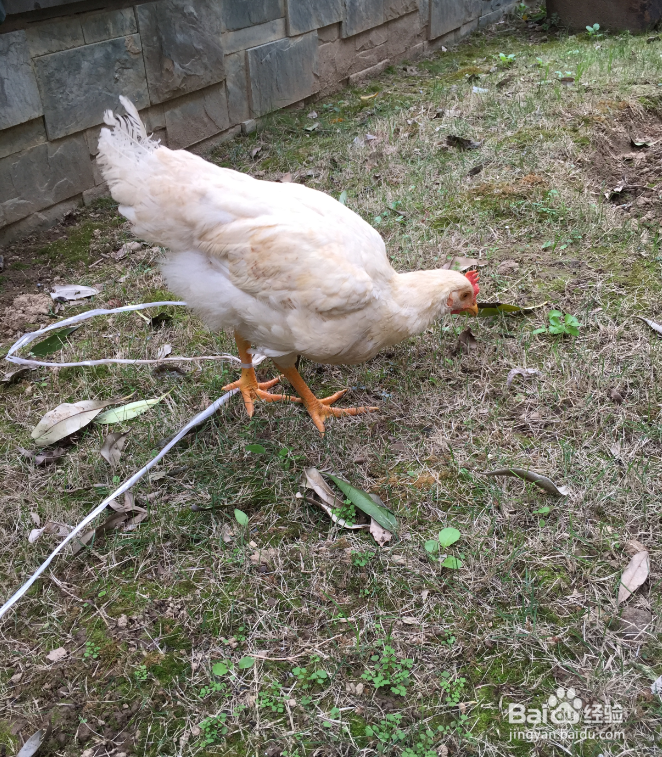 我的简单养宠物小鸡经验