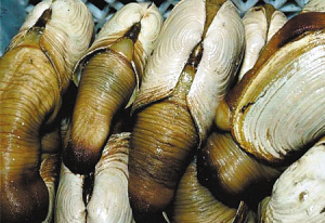 欧洲六大特别小吃攻略