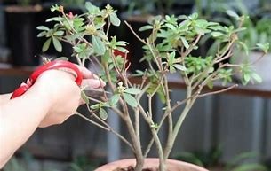 杜鹃花的养殖方法和注意事项有哪些