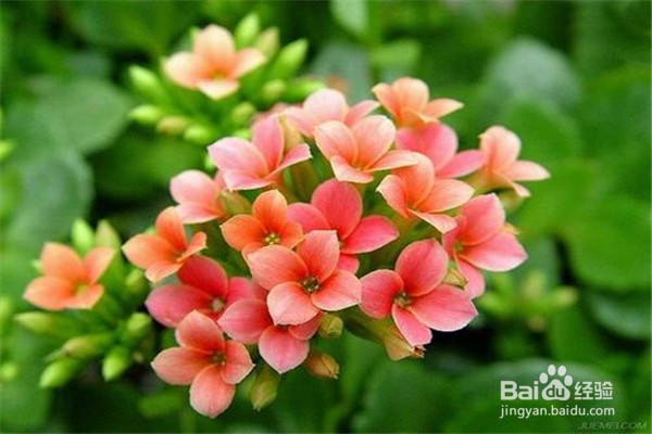 长寿花的养殖技巧和注意方法有什么?