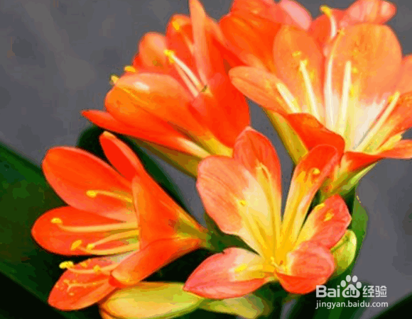 君子兰浇水的正确方法