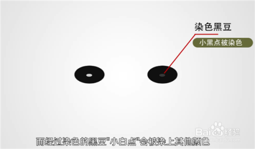 怎样鉴别真假黑豆？